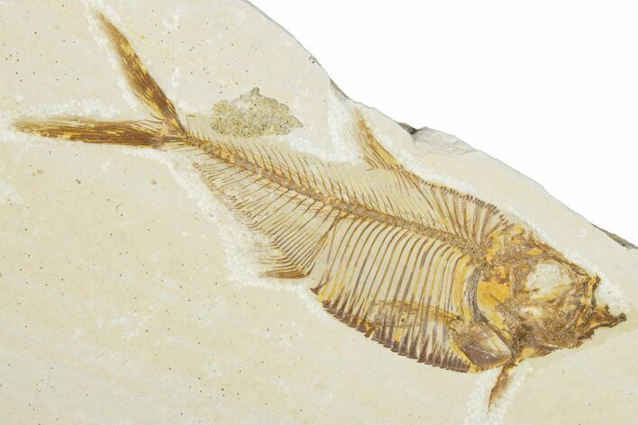Detailed Fossil Fish (Diplomystus) - Wyoming #345449